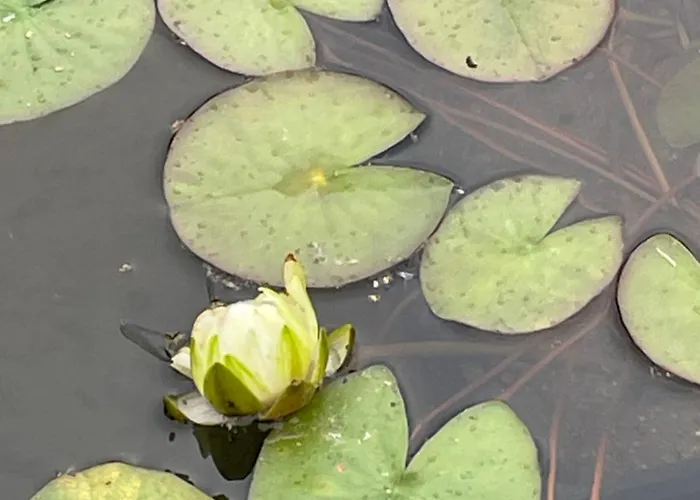 Appartement Het Zwaluwnest De Vecht
