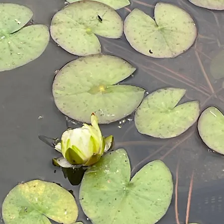 Lägenhet Het Zwaluwnest De Vecht